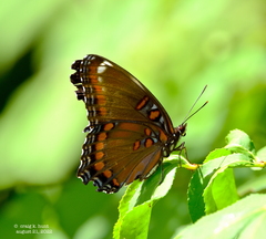 Limenitis arthemis