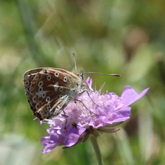 Polyommatus coridon