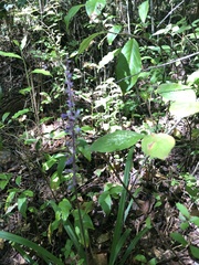 Liriope