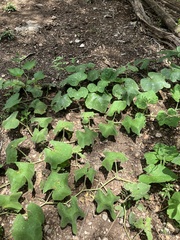 Cucurbita moschata