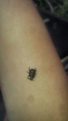 Onthophagus hecate