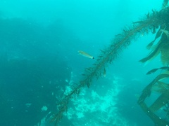 Halichoeres californicus