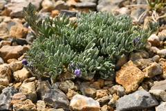 Linaria alpina