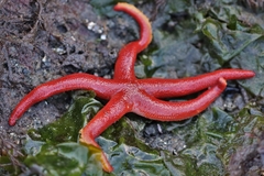 Henricia