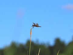 Celithemis eponina