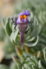 Linaria alpina