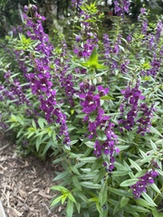 Angelica atropurpurea