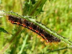 Acronicta rumicis