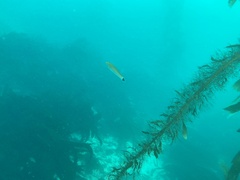 Halichoeres californicus