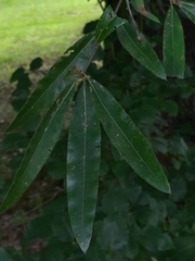 Quercus phellos