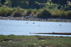 Larus glaucescens × occidentalis