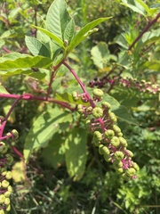 Phytolacca americana