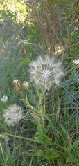Tragopogon dubius