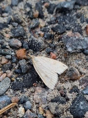 Udea lutealis