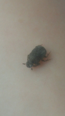 Onthophagus hecate