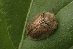 Hypocassida subferruginea