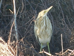 Botaurus lentiginosus