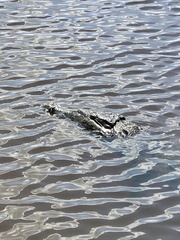 Crocodylus acutus