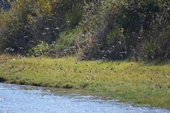 Sturnus vulgaris