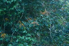 Heptapleurum arboricola