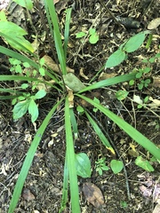 Liriope
