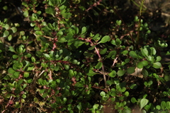 Lythrum portula