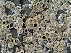 Semibalanus balanoides