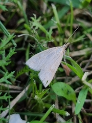 Udea lutealis