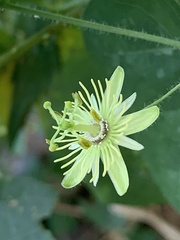 Passiflora lutea