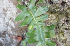 Polypodium scouleri