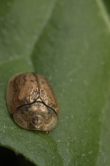 Hypocassida subferruginea