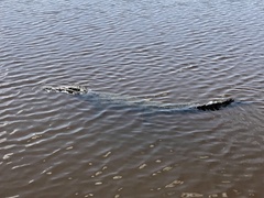 Crocodylus acutus
