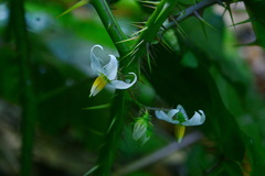 Solanum capsicoides