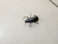 Tenebrionoidea