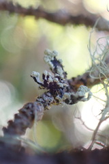 Parmelioideae