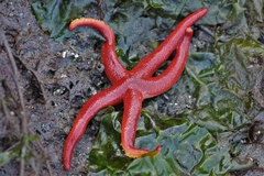 Henricia