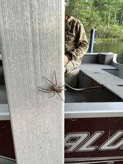 Dolomedes scriptus
