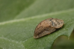 Hypocassida subferruginea