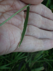 Alopecurus aequalis