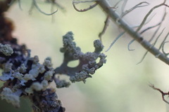 Parmelioideae