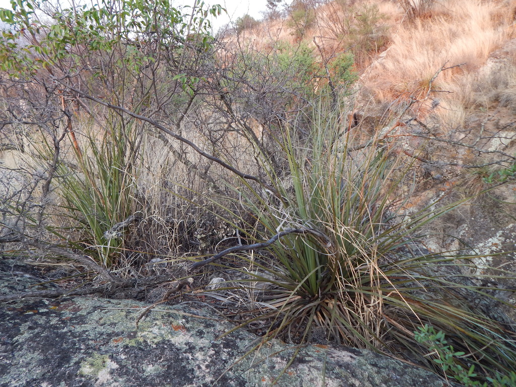 Durango Sotol