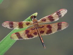 Celithemis eponina
