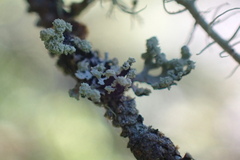 Parmelioideae