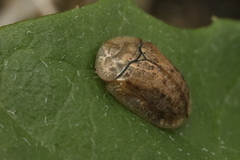 Hypocassida subferruginea