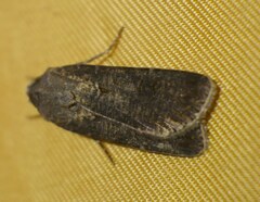 Agrotis