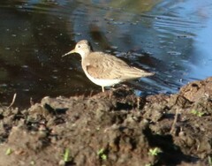 Tringa solitaria