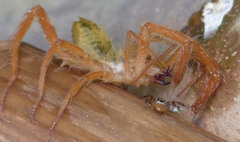 Solifugae