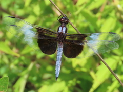 Libellula luctuosa
