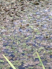 Potamogeton natans