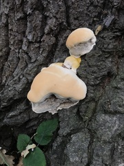 Ganoderma resinaceum